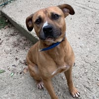 Mojito, chien à adopter
