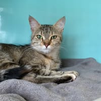 Kiki, chatte à adopter