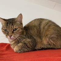 NEBULA, chatte à adopter