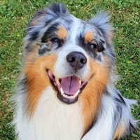 NEUSTY, chien à adopter