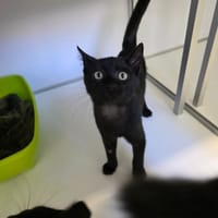 Aurélia, chatte à adopter