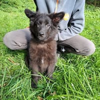 CAJOU RESERVE, chien à adopter