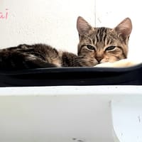 Chai, chatte à adopter