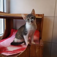 alto RESERVE, chat à adopter