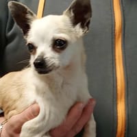BONNIE, chienne à adopter