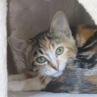 Alouette, chatte à adopter