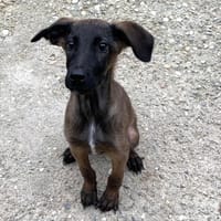 Lex, chien à adopter