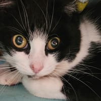 SOFIA dit NEIGE, chatte à adopter