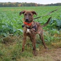 POLO HAA24647, chien à adopter