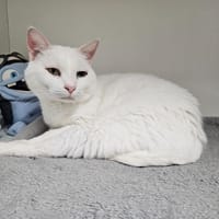 ROMEO, chat à adopter