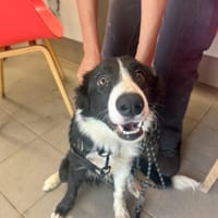 Orphé, chien à adopter