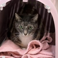 LUCIOLE, chatte à adopter