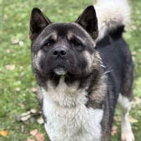 Pedro CAA14205, chien à adopter