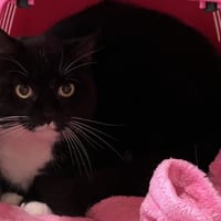 SIRIUS, chat à adopter