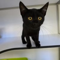 Lorenzo (en cours d'adoption), chat à adopter