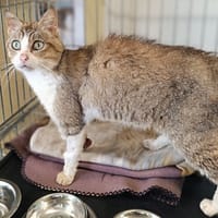 Winifred, chat à adopter