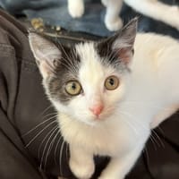 KURO, chat à adopter