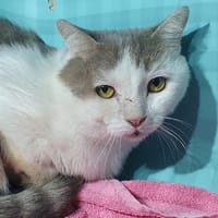 JULIEN CHA, chat à adopter
