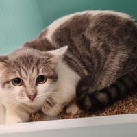 NORBET, chat à adopter
