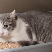 DRAGONNEAU, chat à adopter