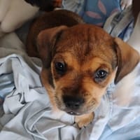 Aria, chienne à adopter