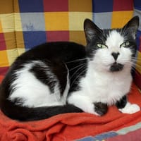 jada (réservée), chatte à adopter