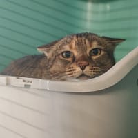 MYSHKA, chatte à adopter