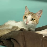ESPOIR, chatte à adopter