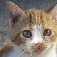 Aurilé, chatte à adopter