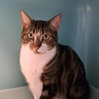 MINOUCHKA QCT (reservee), chatte à adopter