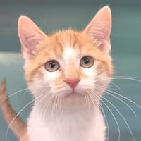 NOUGATINE, chatte à adopter