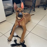 APOCALYPSE, chienne à adopter