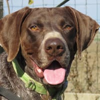 CHICO, chien à adopter