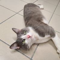 lokie, chat à adopter