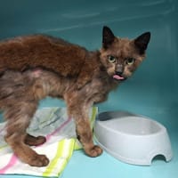 HOLLY, chatte à adopter