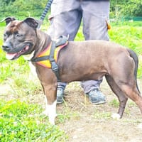 D'JAYA, chienne à adopter