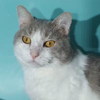 YOEL CHA, chat à adopter