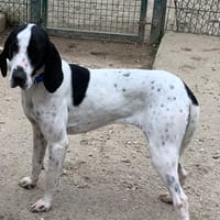 Brooke, chienne à adopter