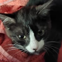 Brugnon, chatte à adopter