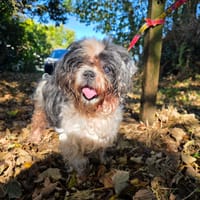 César, chien à adopter