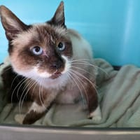 Rosalie, chatte à adopter