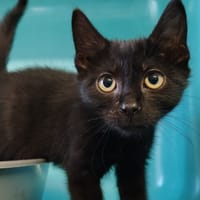 NEON, chat à adopter
