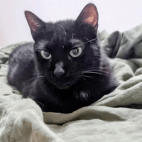 Pitaya, chatte à adopter