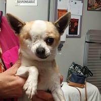SHADOW, chien à adopter