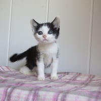 Afilaria, chatte à adopter