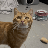 KURBI, chat à adopter
