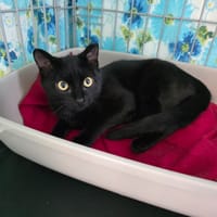 Cendrillon (en cours d'adoption), chatte à adopter