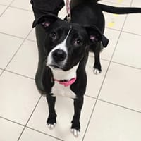 MAYA, chienne à adopter