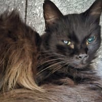 ATHENA, chatte à adopter