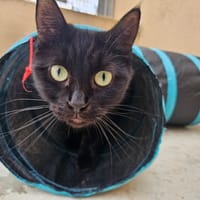 CRUNCHY, chat à adopter